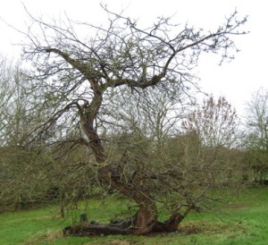 newtons-apple-tree